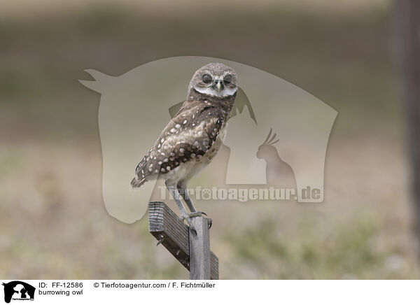 Kaninchenkauz / burrowing owl / FF-12586