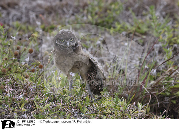 burrowing owl / FF-12589