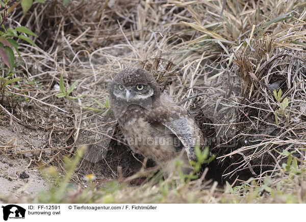 burrowing owl / FF-12591