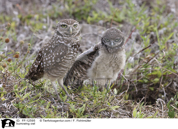 burrowing owl / FF-12595