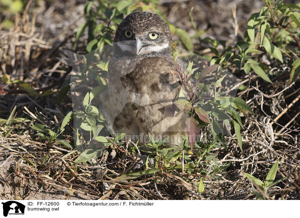 burrowing owl / FF-12600