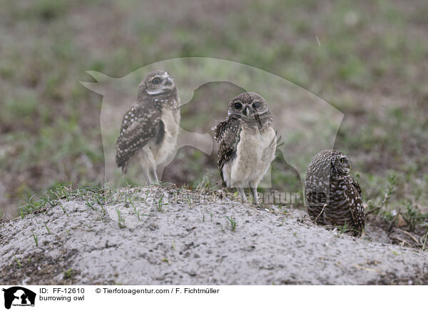 burrowing owl / FF-12610