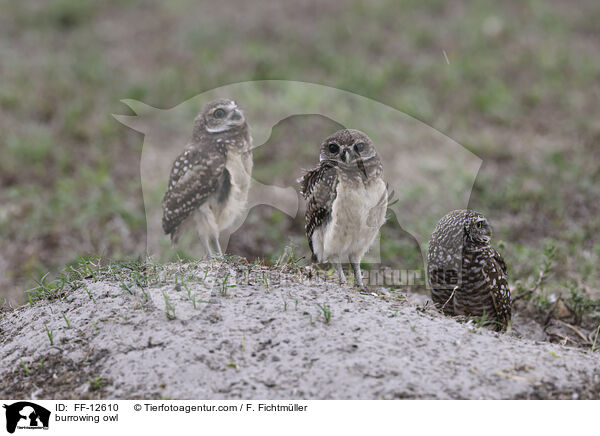 Kaninchenkauz / burrowing owl / FF-12610