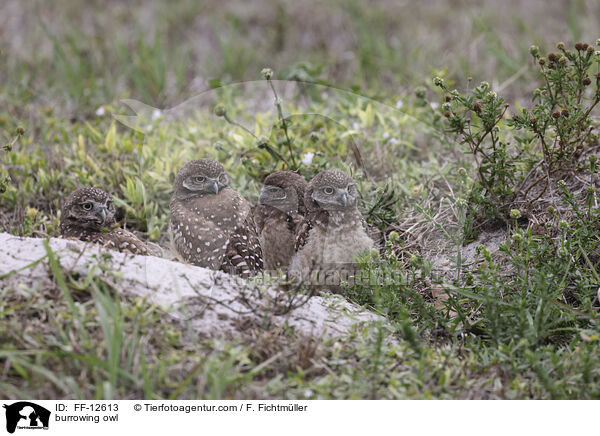 burrowing owl / FF-12613