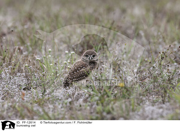 burrowing owl / FF-12614