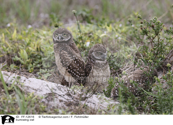 Kaninchenkauz / burrowing owl / FF-12616