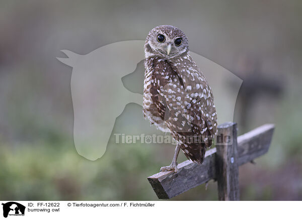burrowing owl / FF-12622