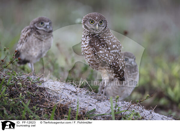burrowing owl / FF-12623