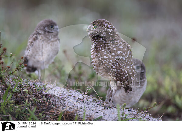 burrowing owl / FF-12624