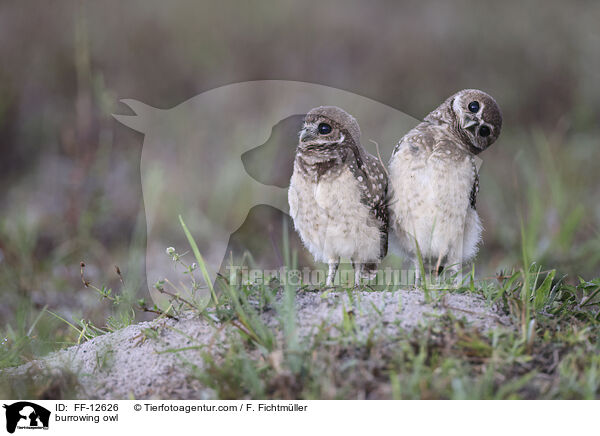 burrowing owl / FF-12626