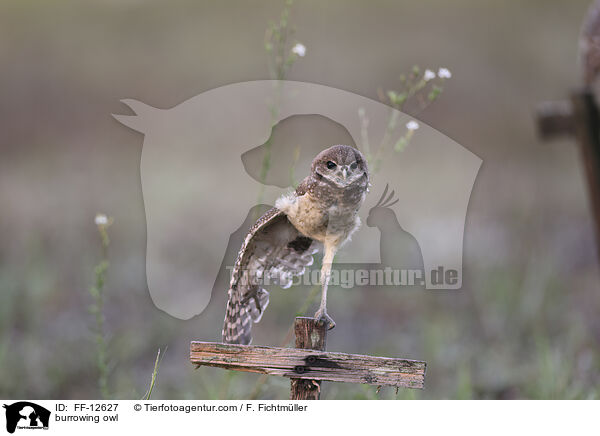 burrowing owl / FF-12627