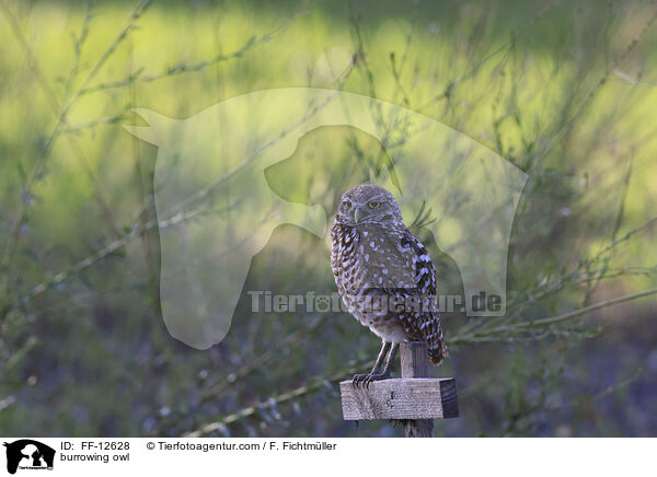 burrowing owl / FF-12628