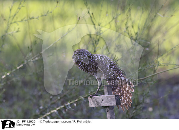 Kaninchenkauz / burrowing owl / FF-12629