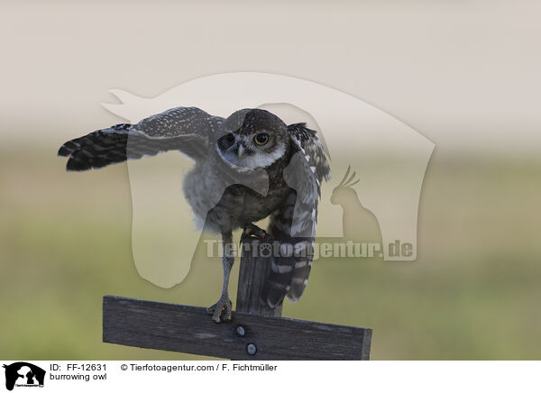 burrowing owl / FF-12631