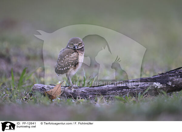 burrowing owl / FF-12641