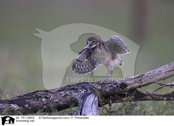 Kaninchenkauz / burrowing owl / FF-12642