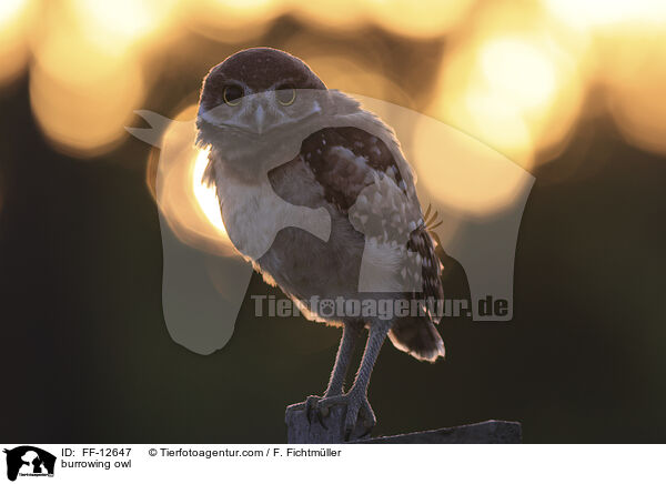Kaninchenkauz / burrowing owl / FF-12647