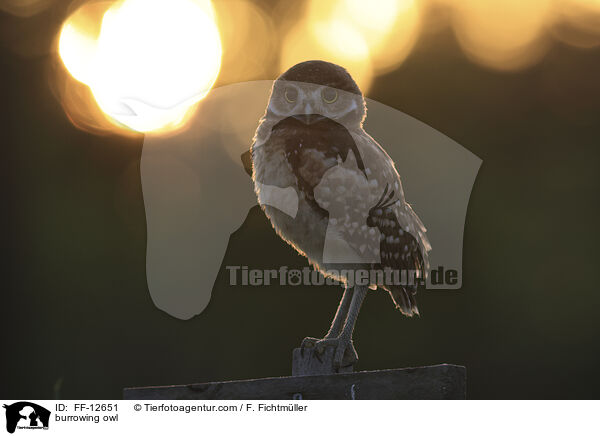 Kaninchenkauz / burrowing owl / FF-12651