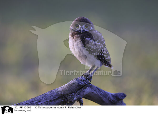 burrowing owl / FF-12662