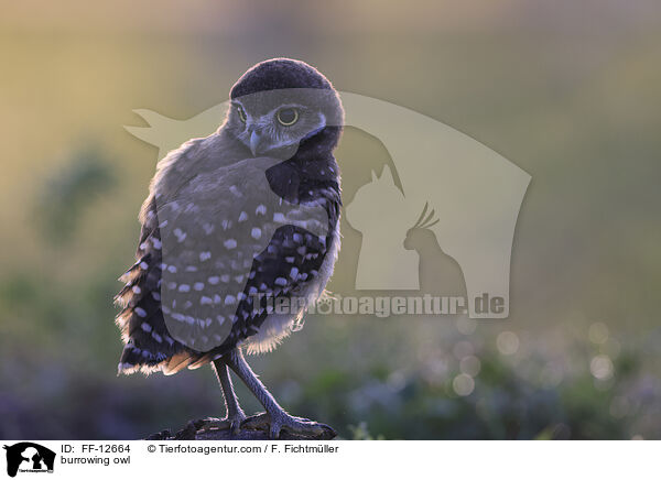 burrowing owl / FF-12664