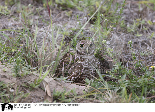 burrowing owl / FF-12666