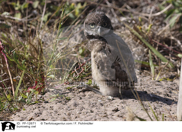 Kaninchenkauz / burrowing owl / FF-12671