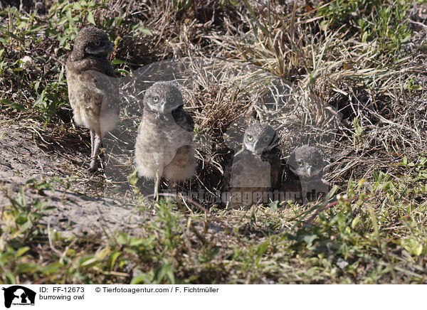 burrowing owl / FF-12673