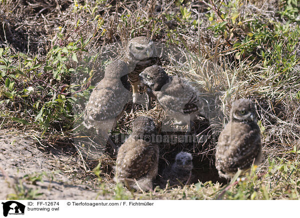 Kaninchenkauz / burrowing owl / FF-12674