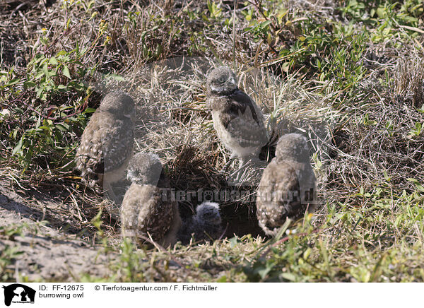 Kaninchenkauz / burrowing owl / FF-12675