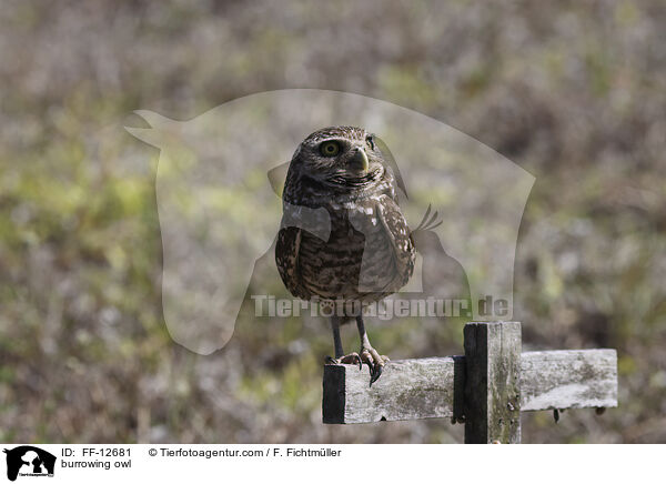 Kaninchenkauz / burrowing owl / FF-12681