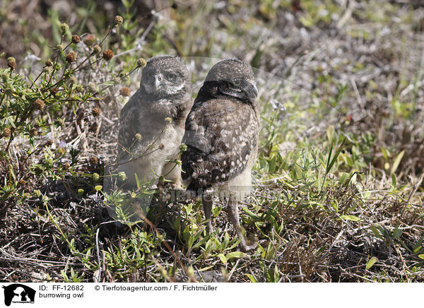 burrowing owl / FF-12682