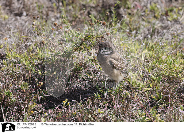 burrowing owl / FF-12683