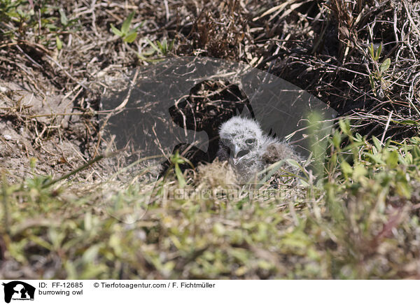 burrowing owl / FF-12685