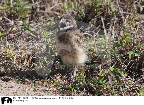 burrowing owl / FF-12686