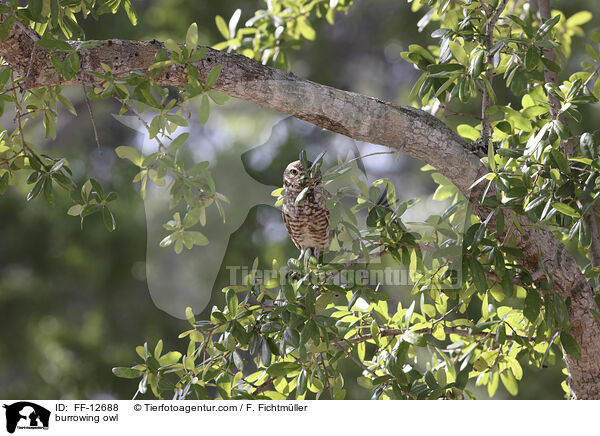 Kaninchenkauz / burrowing owl / FF-12688