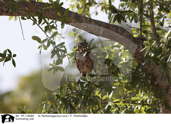 Kaninchenkauz / burrowing owl / FF-12689