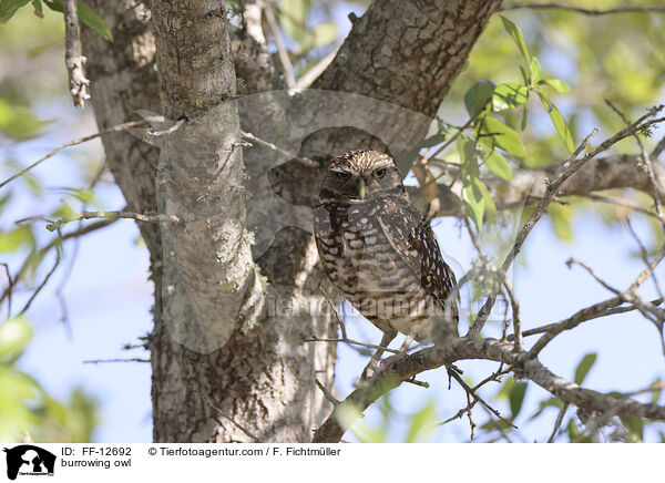 burrowing owl / FF-12692