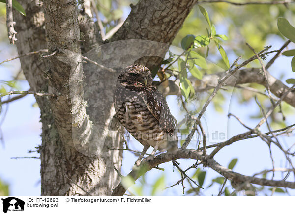 Kaninchenkauz / burrowing owl / FF-12693