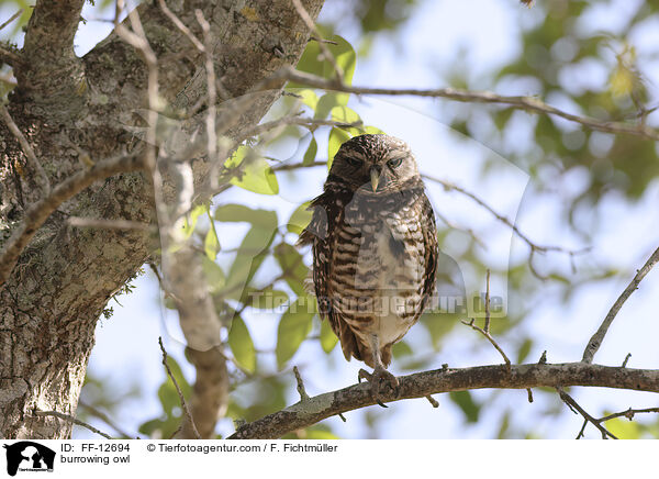 burrowing owl / FF-12694
