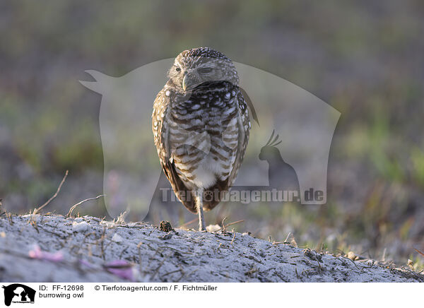 burrowing owl / FF-12698