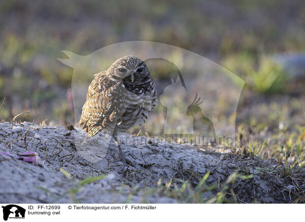 burrowing owl / FF-12699