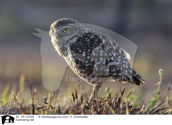 Kaninchenkauz / burrowing owl / FF-12700