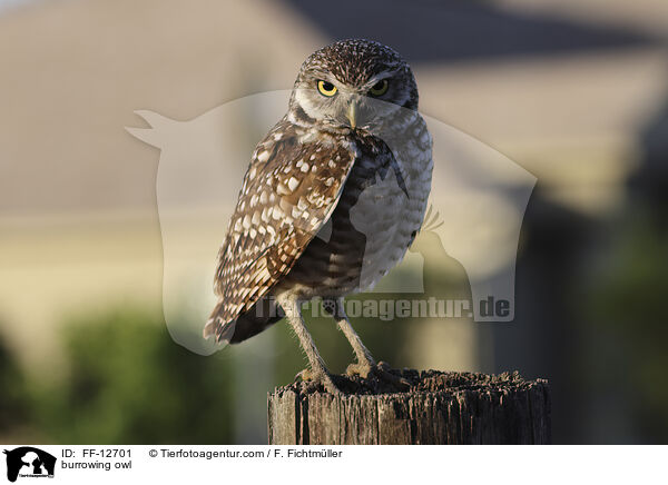 burrowing owl / FF-12701