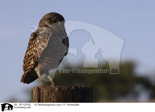 burrowing owl / FF-12702