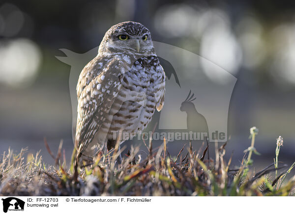 Kaninchenkauz / burrowing owl / FF-12703