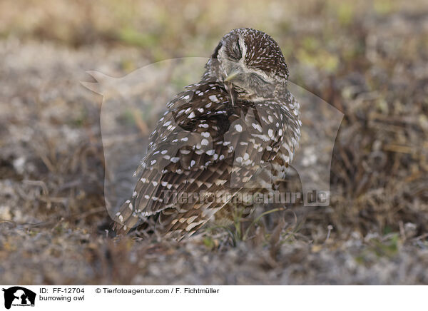 Kaninchenkauz / burrowing owl / FF-12704