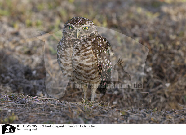 burrowing owl / FF-12705