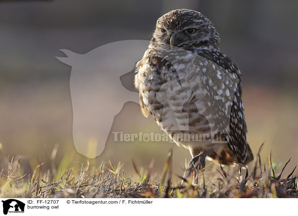 burrowing owl / FF-12707