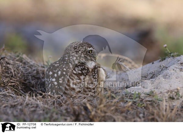 burrowing owl / FF-12708