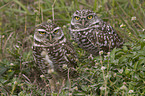 Burrowing Owls